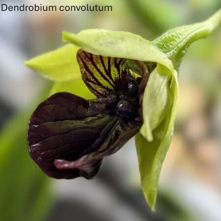 Dendrobium convolutum