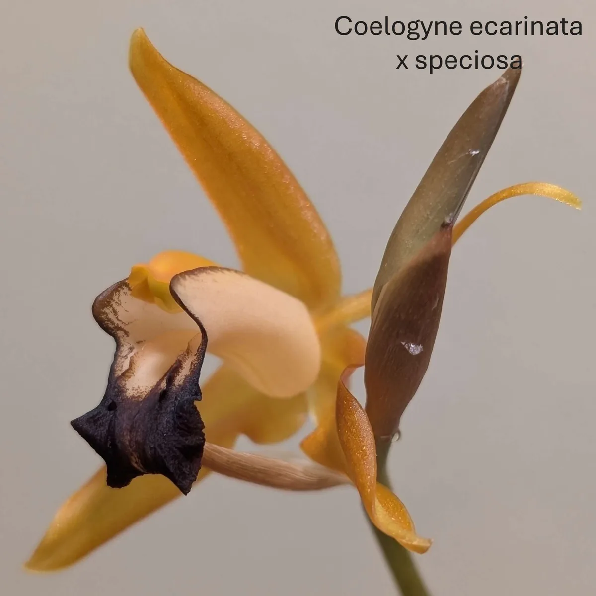Coelogyne  ecarinata x speciosa