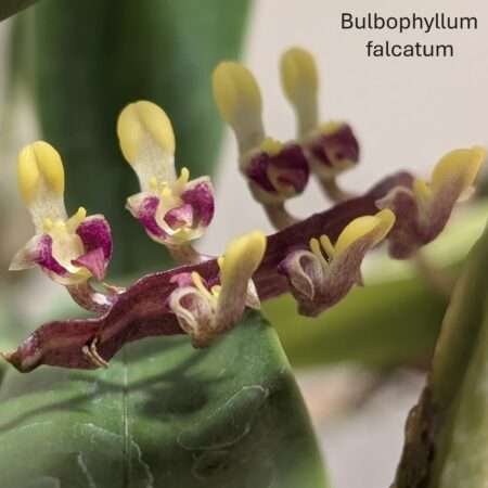 Bulbophyllum falcatum