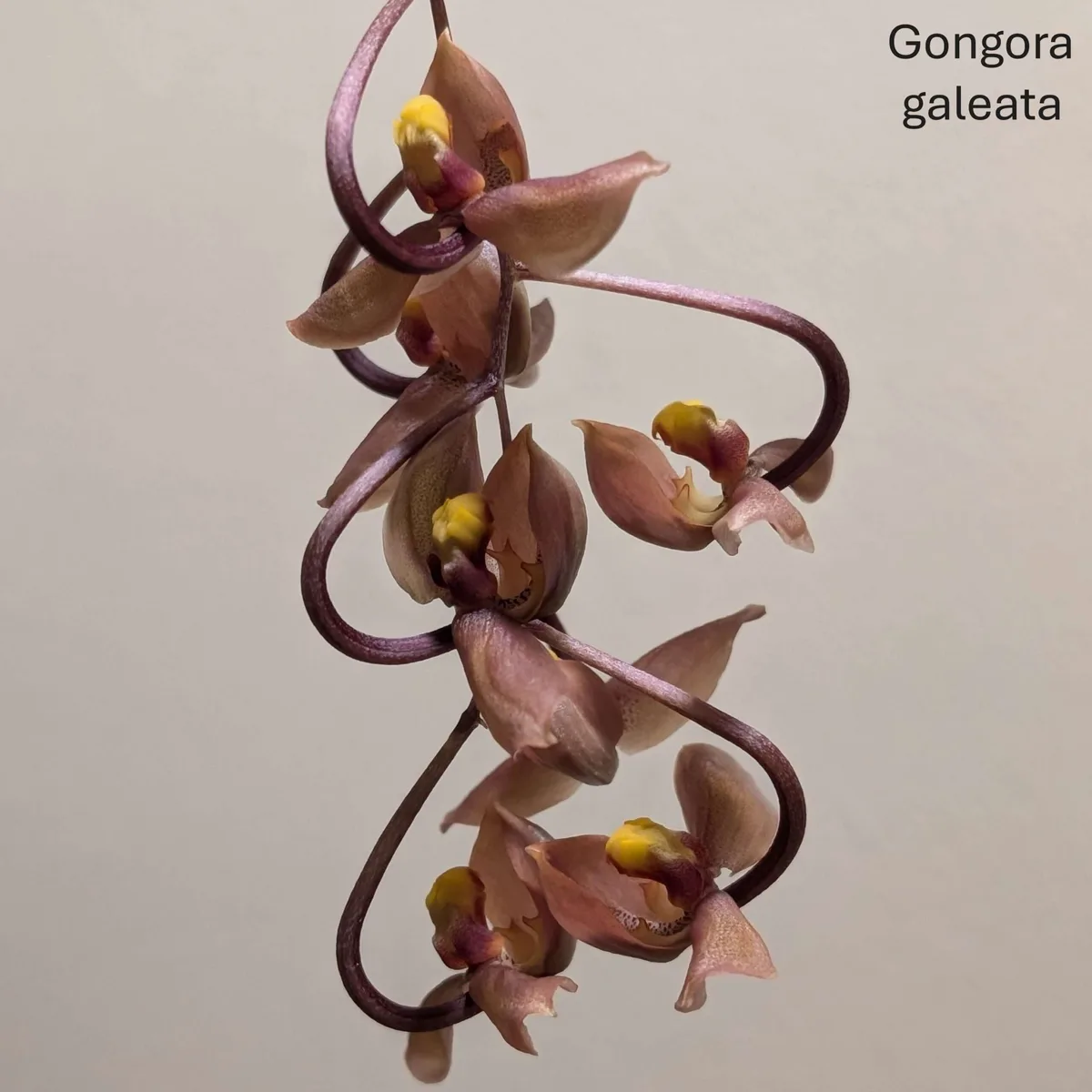 Gongora galeata