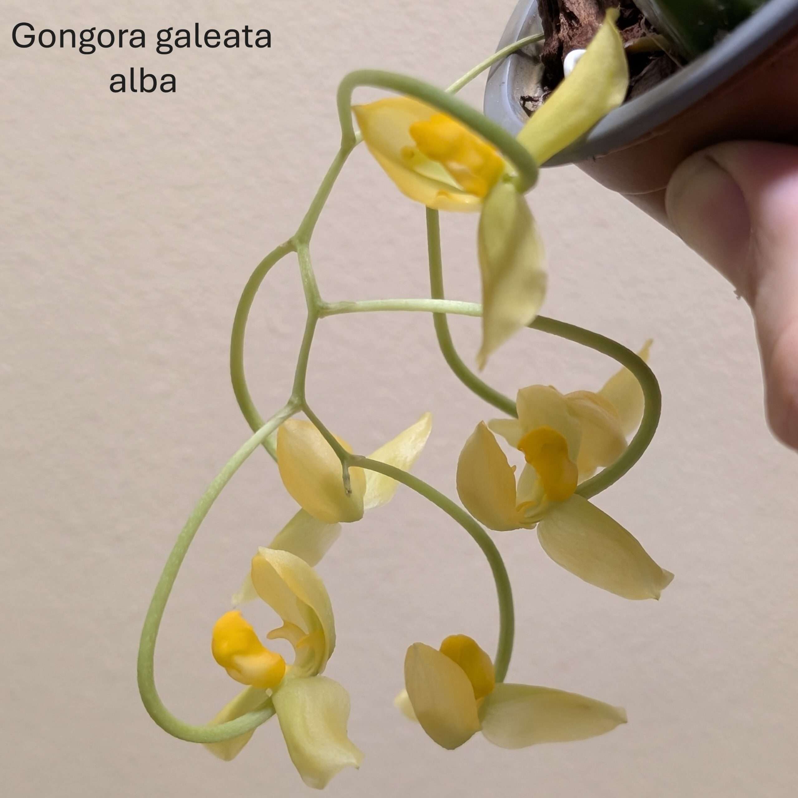 Gongora galeata var. alba