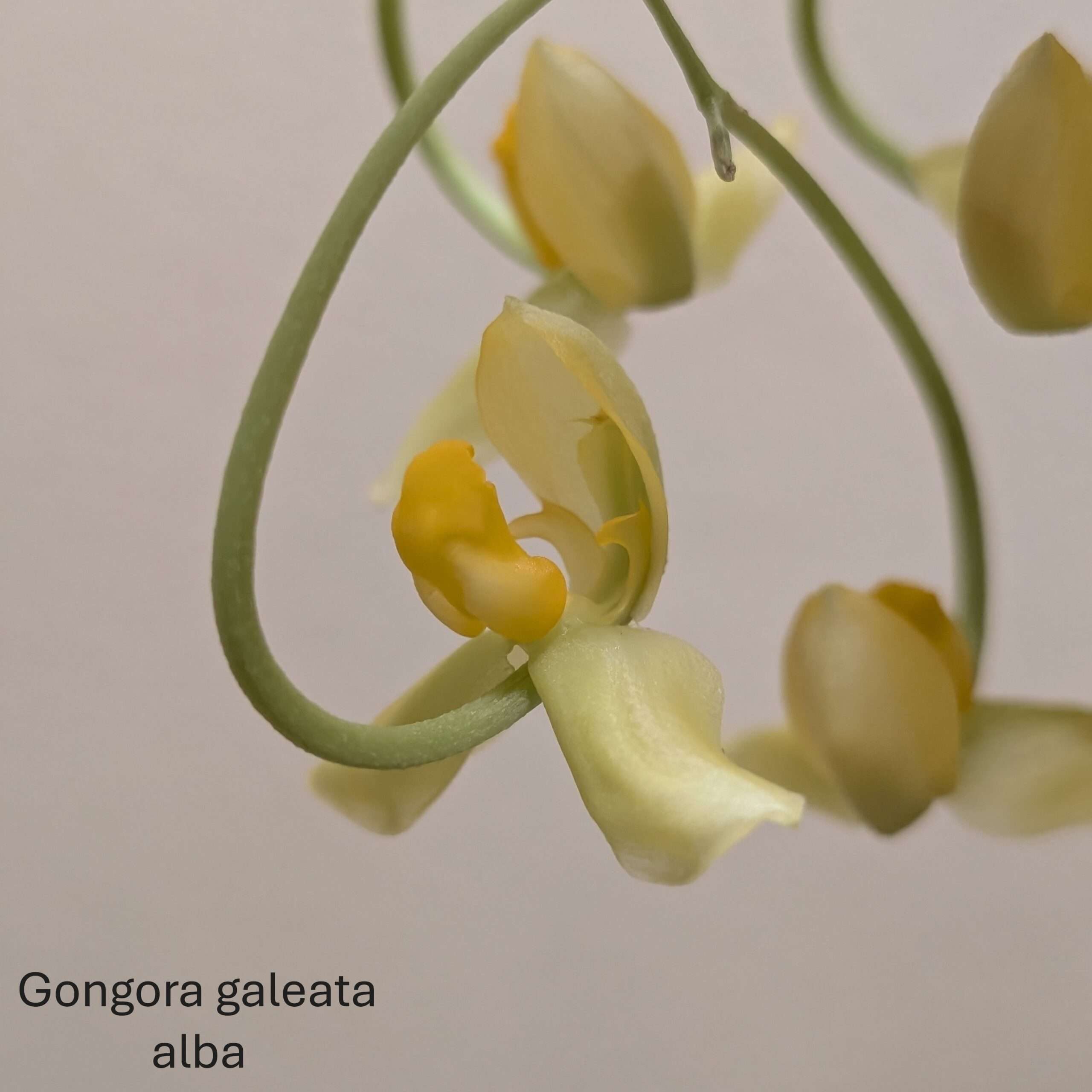 Gongora galeata var. alba - Image 5