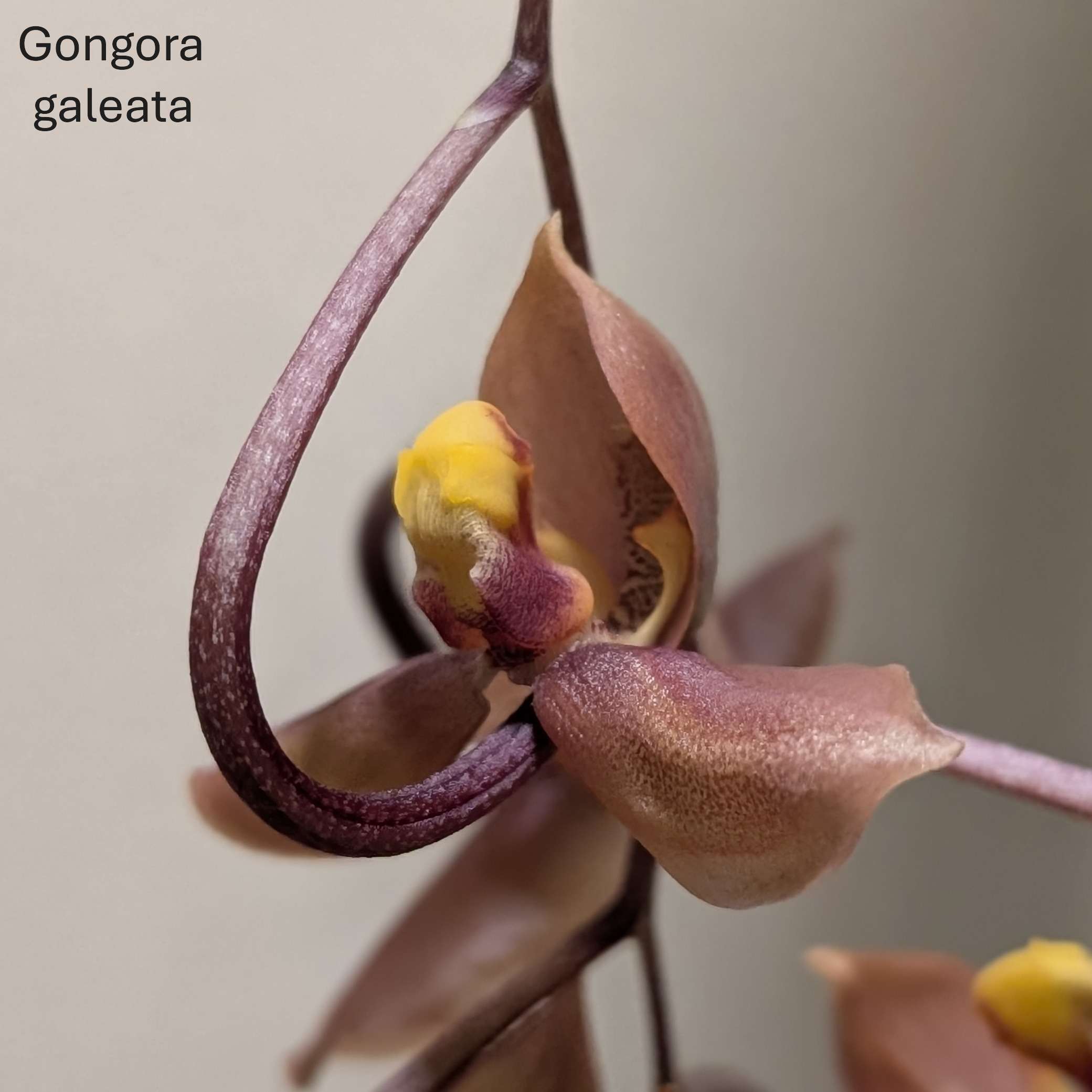 Gongora galeata - Image 4