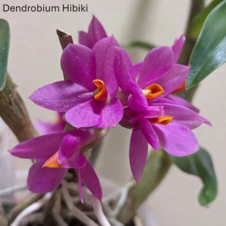 Dendrobium Hibiki 10cm large plants