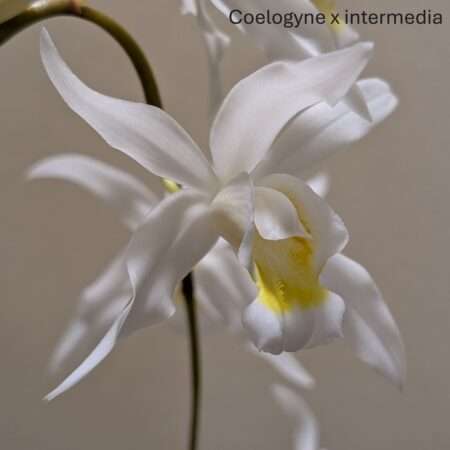 Coelogyne intermedia
