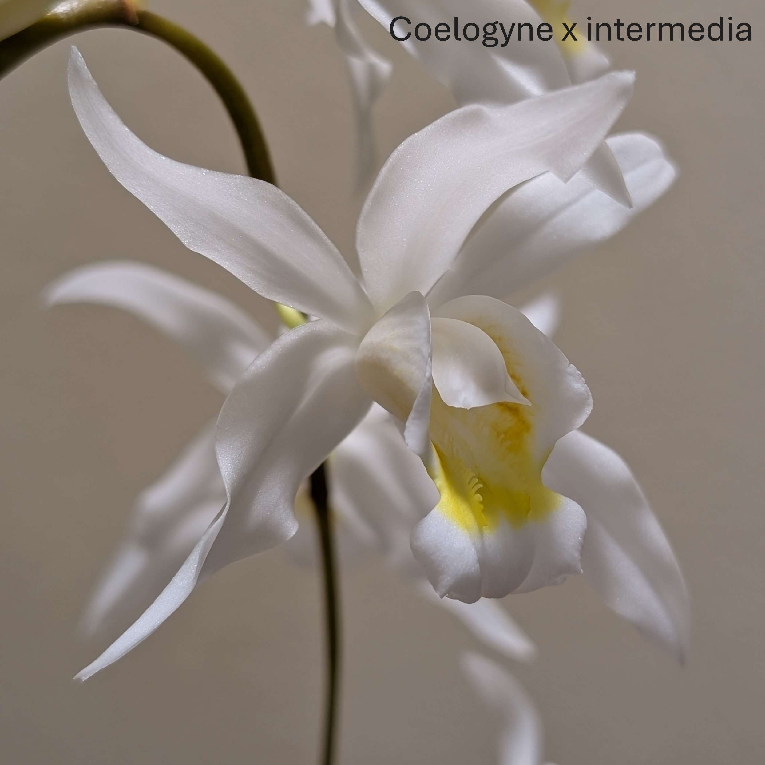Coelogyne intermedia