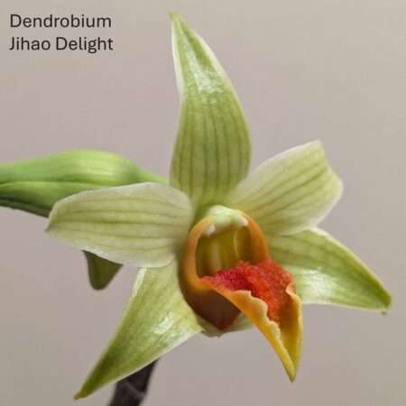 Dendrobium Jihao Delight