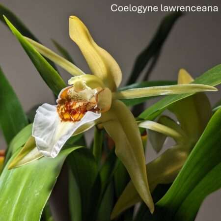 Coelogyne  lawrenceana