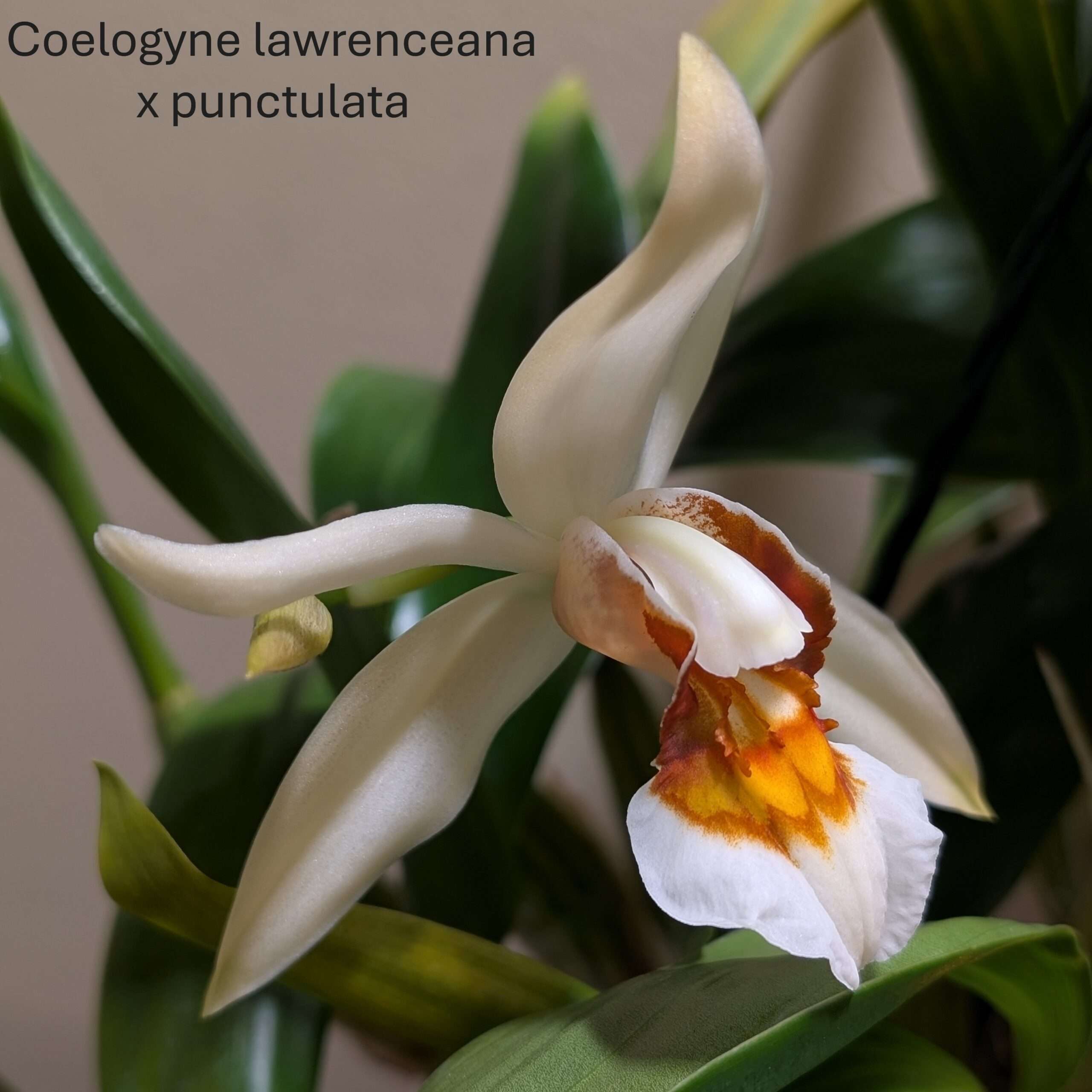 Coelogyne lawrenceana x punctulata