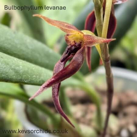 Bulbophyllum levanae 12cm