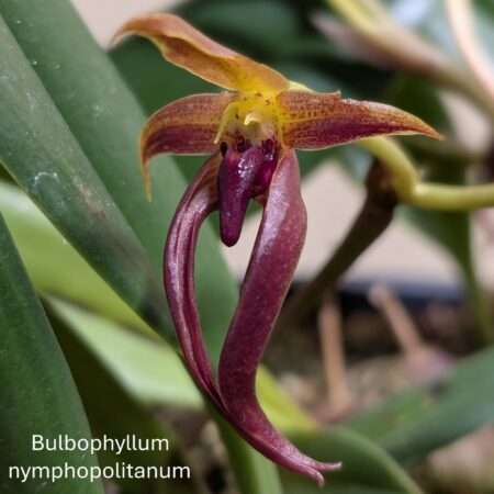 Bulbophyllum nymphopolitanum 12cm