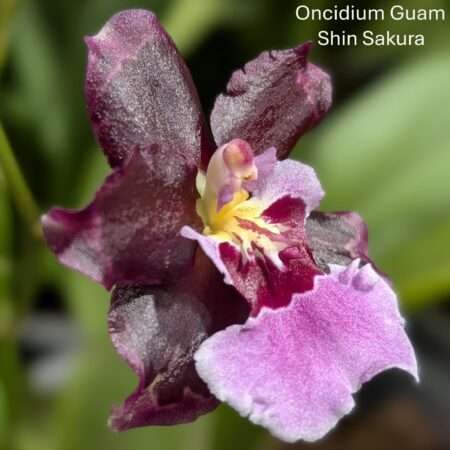 Oncidium Guam Shin Sakura