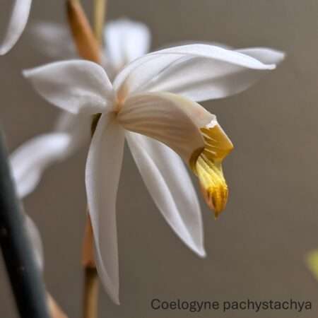 Coelogyne pachystachya 9cm