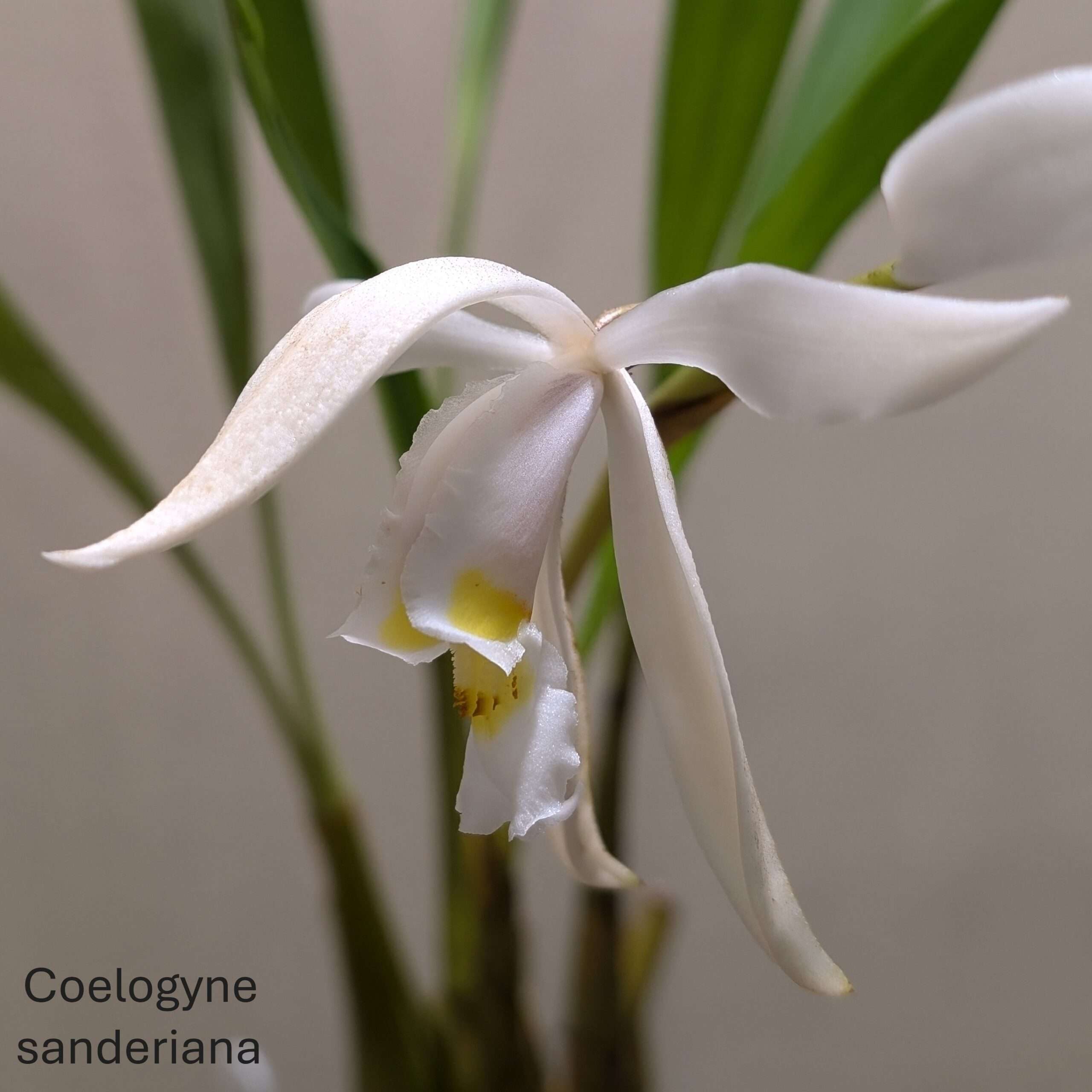 Coelogyne sanderiana
