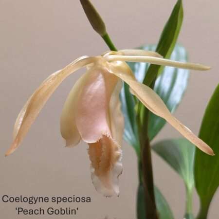 Coelogyne speciosa 'peach goblin'