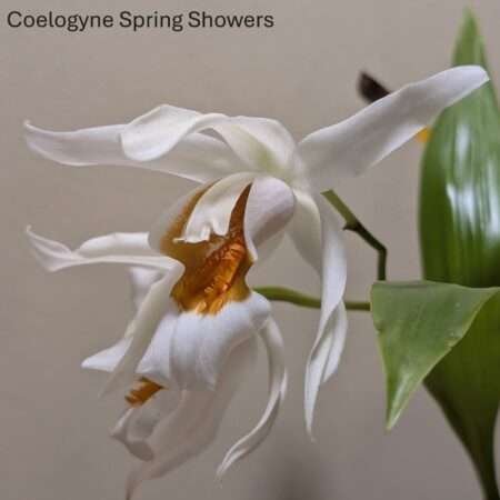 Coelogyne Spring Showers