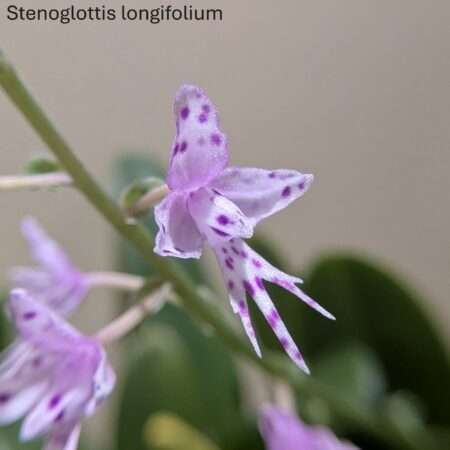 Stenoglottis longifolia