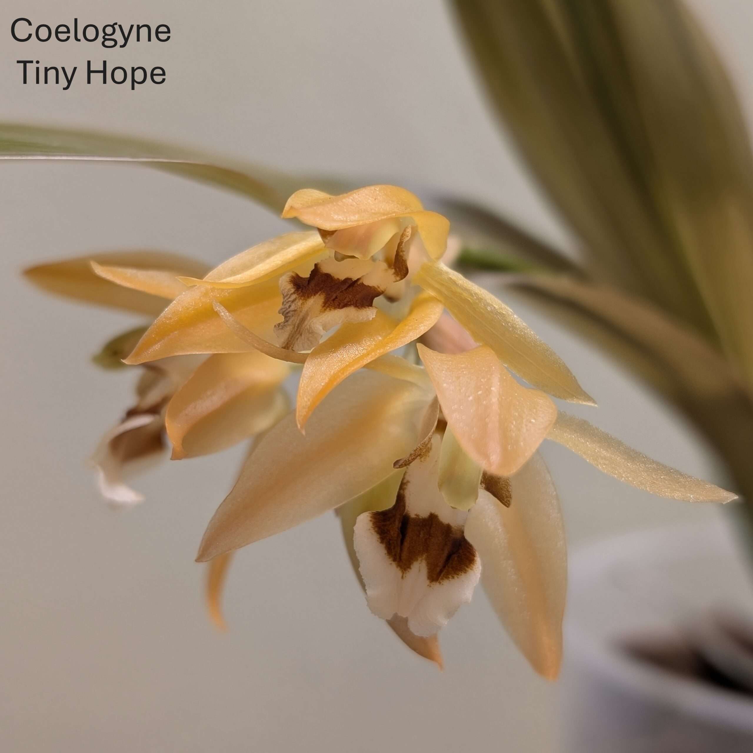 Coelogyne Tiny Hope