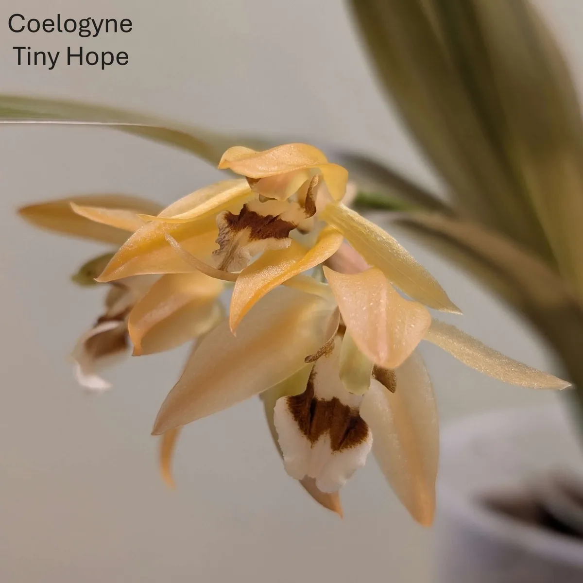 Coelogyne  Tiny Hope