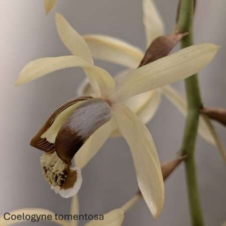 Coelogyne tomentosa 12cm