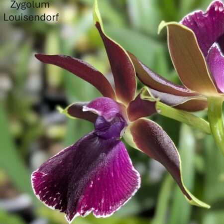 Zygopetalum Louisendorf