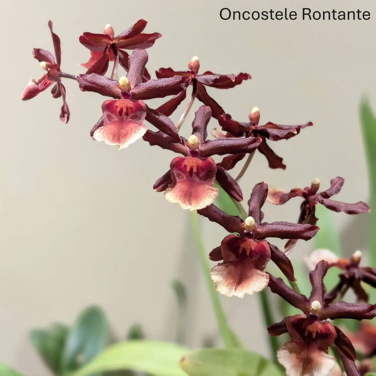 Oncostele Rontante