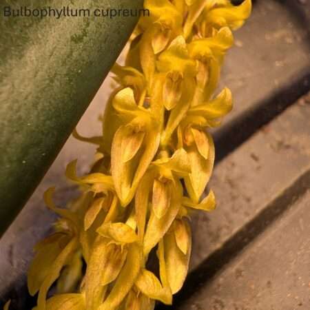 Bulbophyllum cupreum