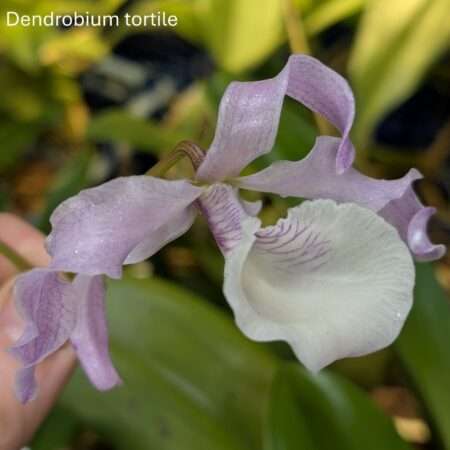 Dendrobium tortile