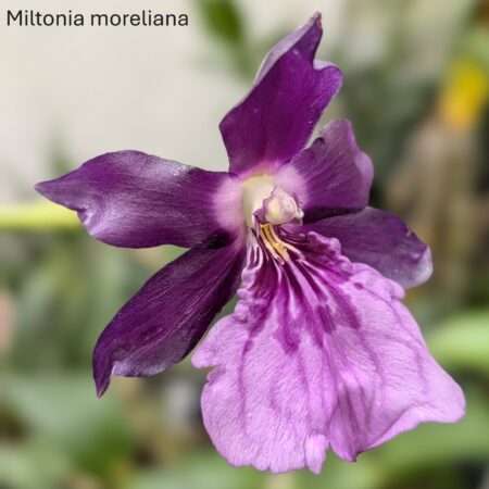 Miltonia moreliana