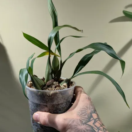 Coelogyne Noel Wilson