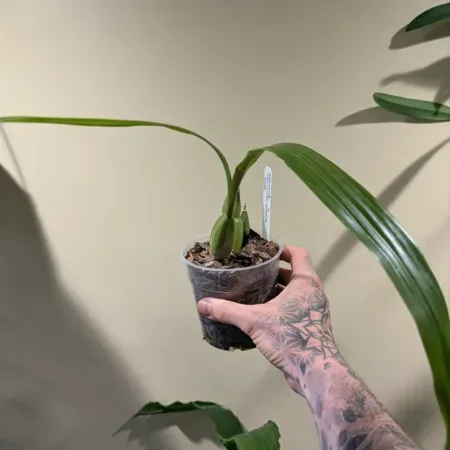 Coelogyne Memoria Wilhelm Michowitz 'Burnham' AM/RHS