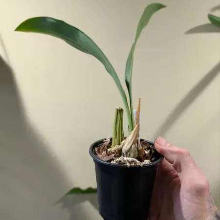 Coelogyne Mooreana