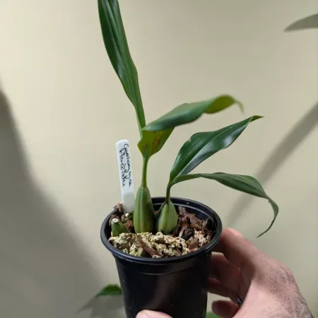 Coelogyne flaccida