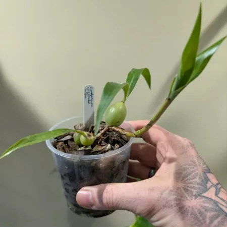 Coelogyne cristata var. alba