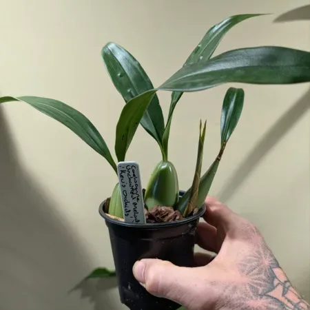 Coelogyne Unchained Melody 'Kev's Orchids'