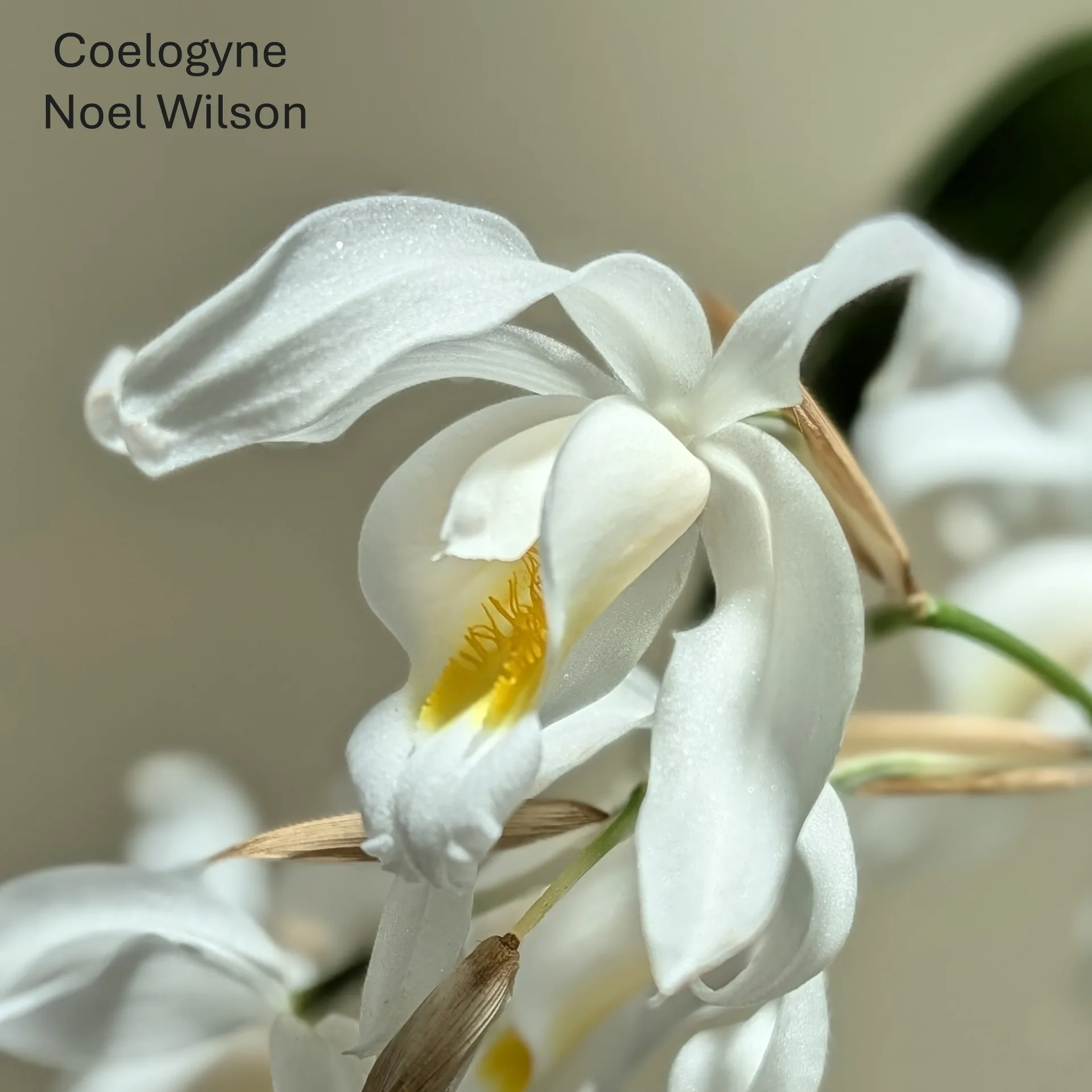 Coelogyne Noel Wilson