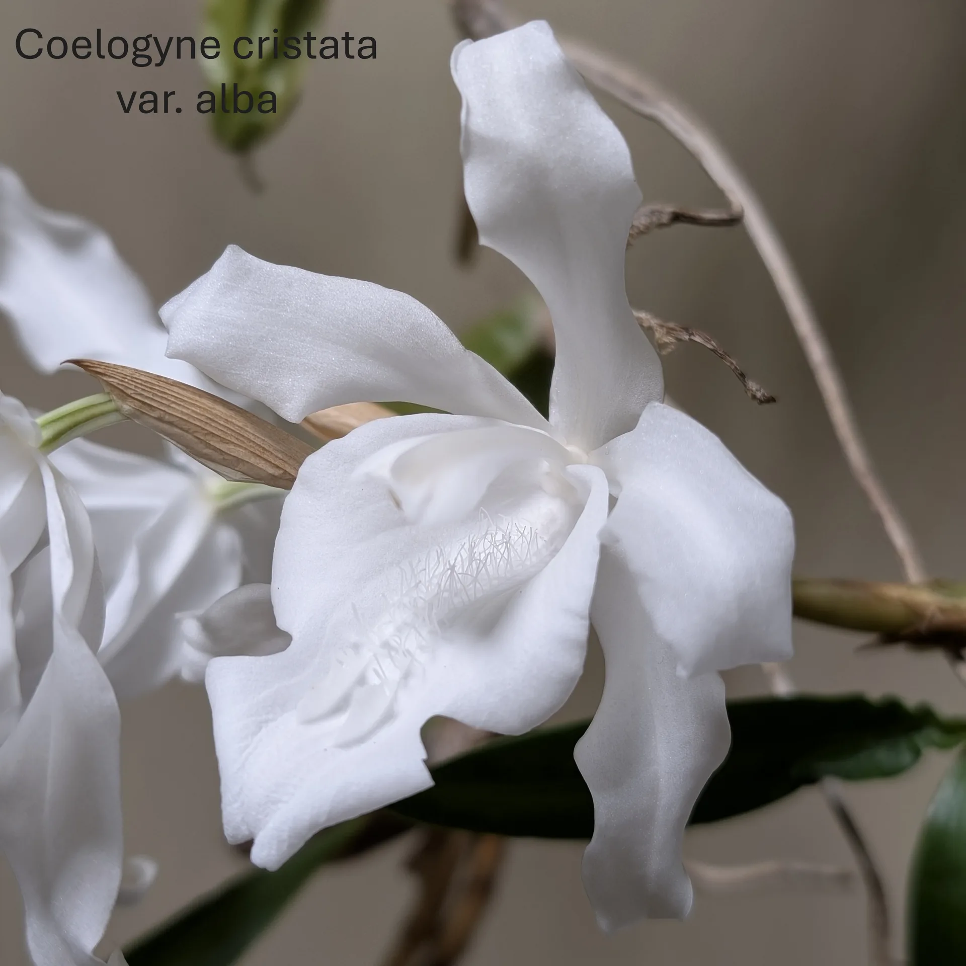 Coelogyne cristata var. alba