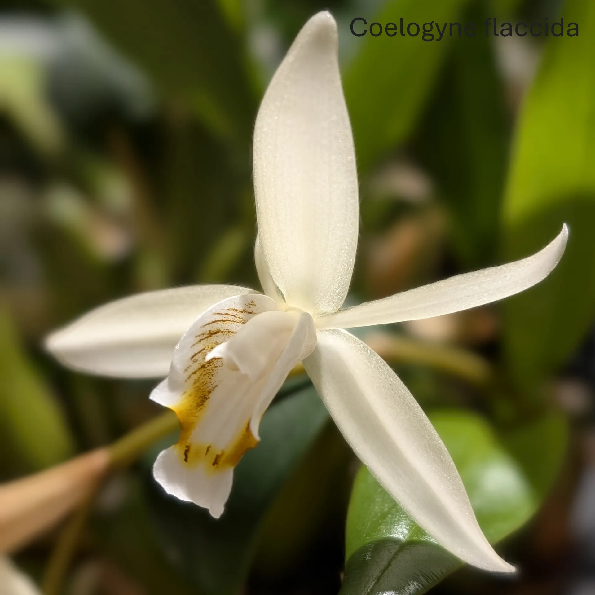 Coelogyne flaccida