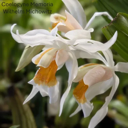 Coelogyne Memoria Wilhelm Michowitz 'Burnham' AM/RHS