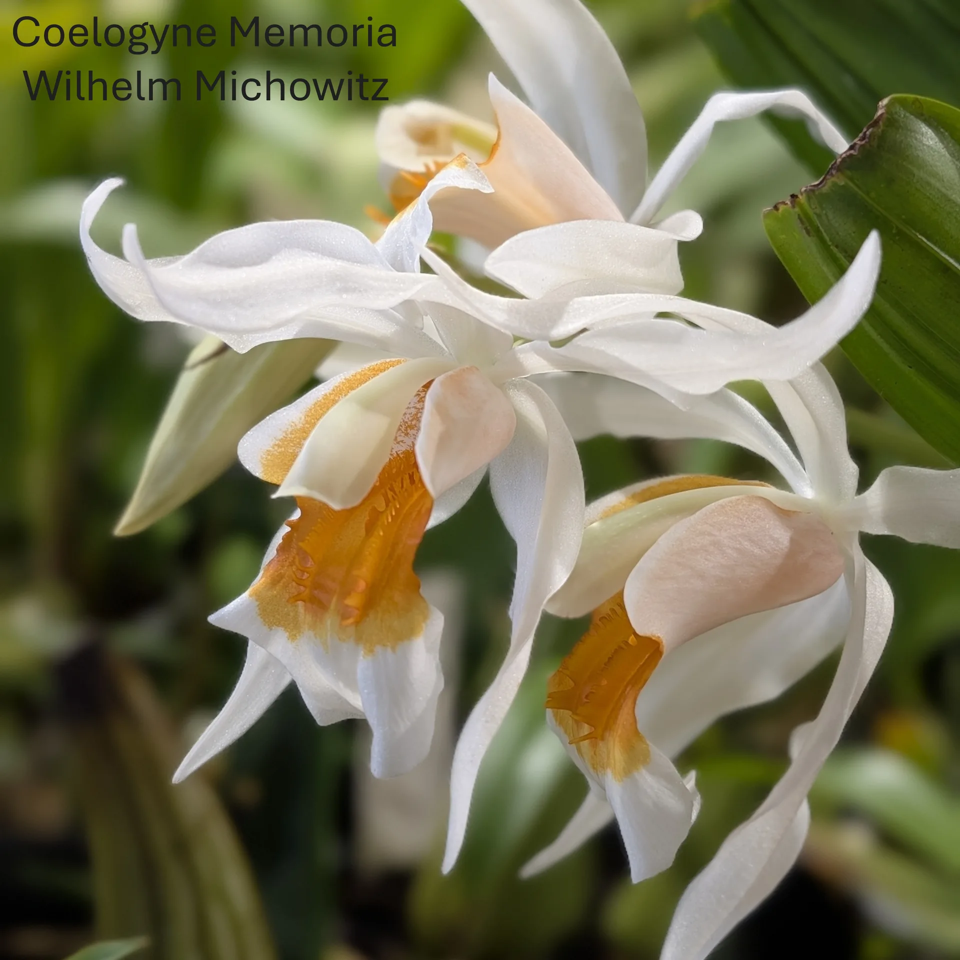 Coelogyne Memoria Wilhelm Michowitz 'Burnham' AM/RHS