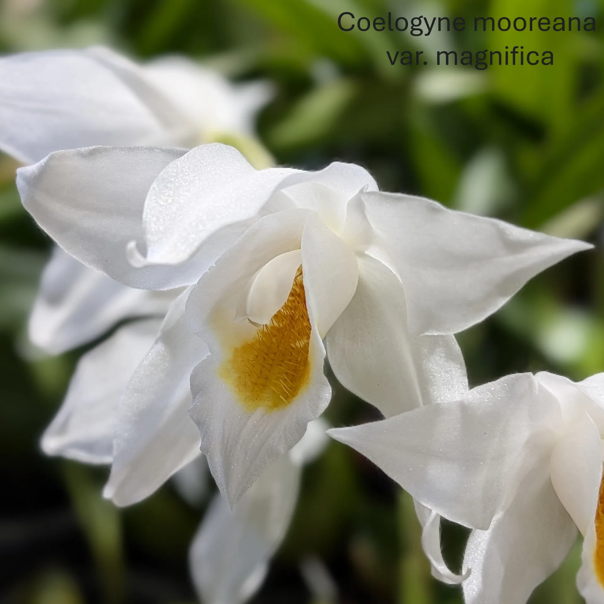 Coelogyne Mooreana