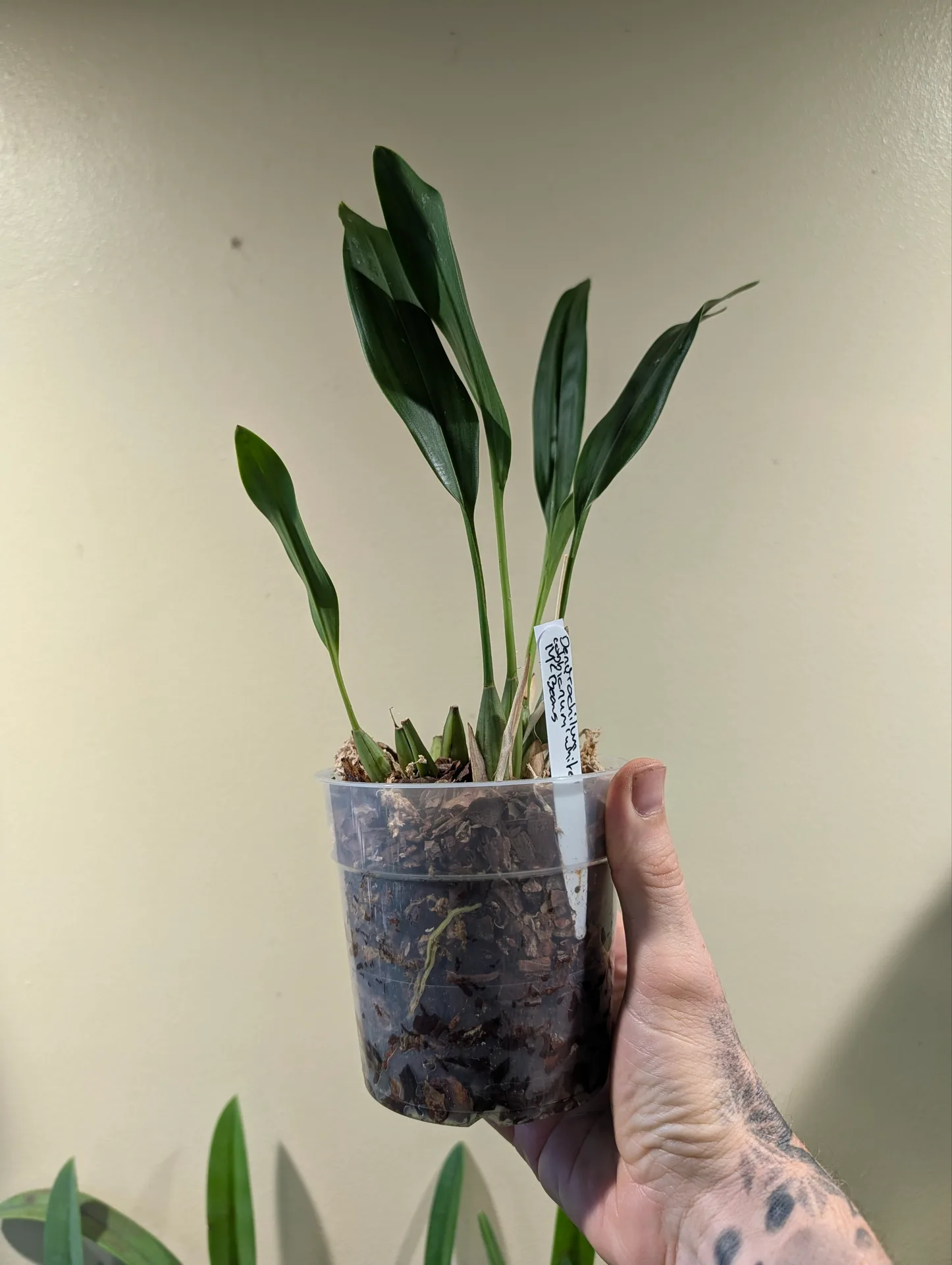 Dendrochilum cobbianum White 'Mcbeans' - Image 2