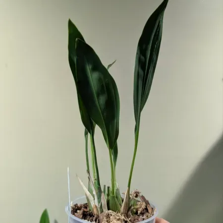 Dendrochilum cobbianum White 'Mcbeans'