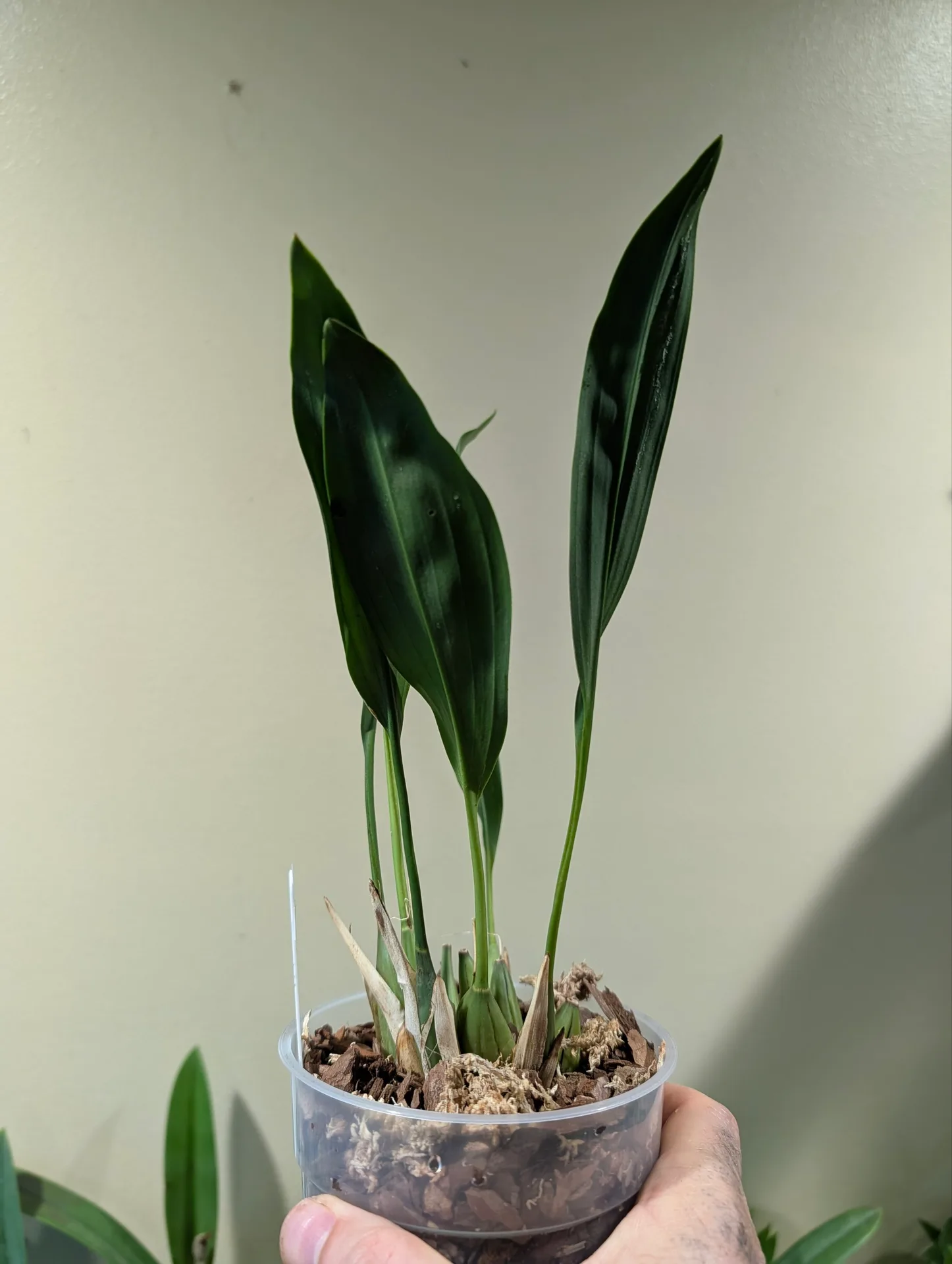 Dendrochilum cobbianum White 'Mcbeans'