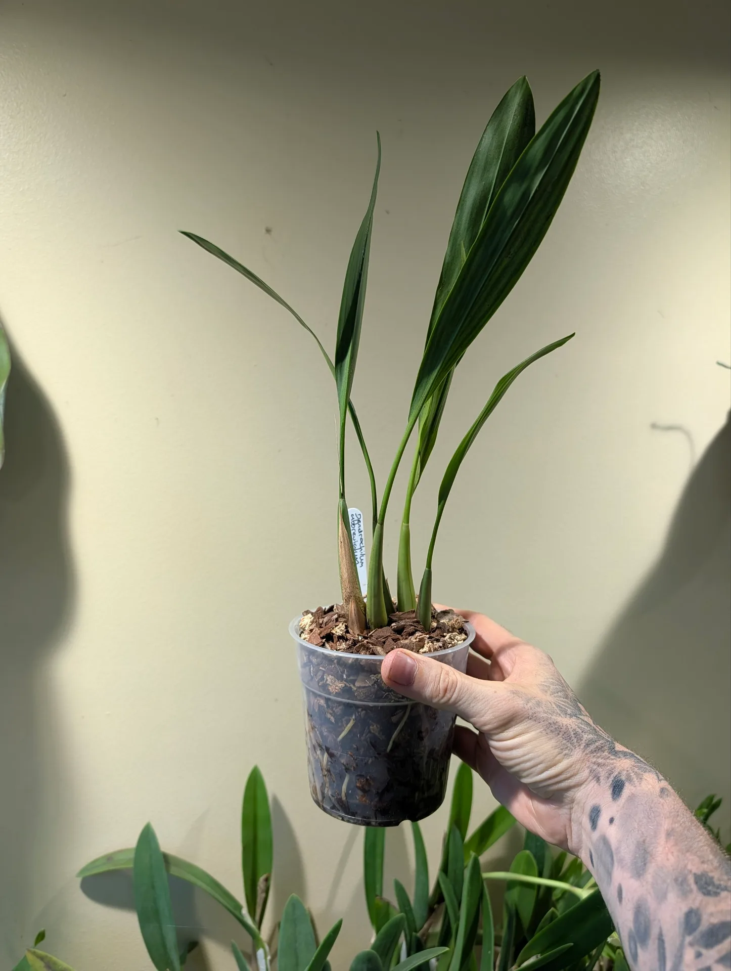 Dendrochilum abbreviatum - Image 2