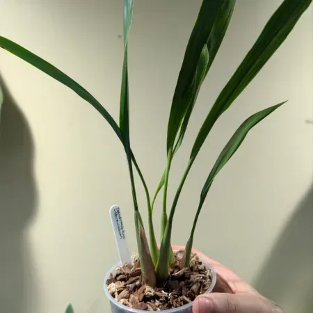Dendrochilum abbreviatum