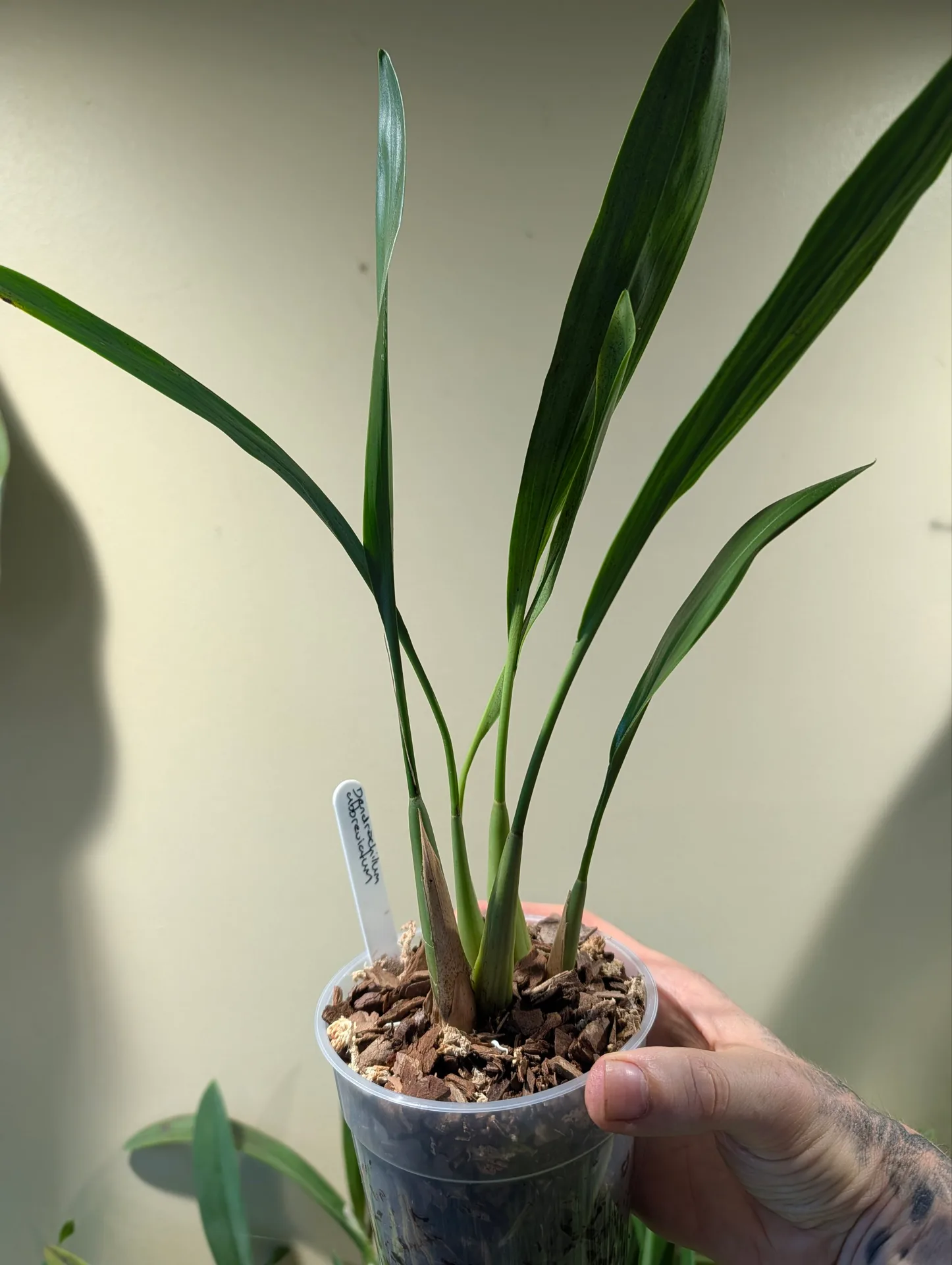 Dendrochilum abbreviatum