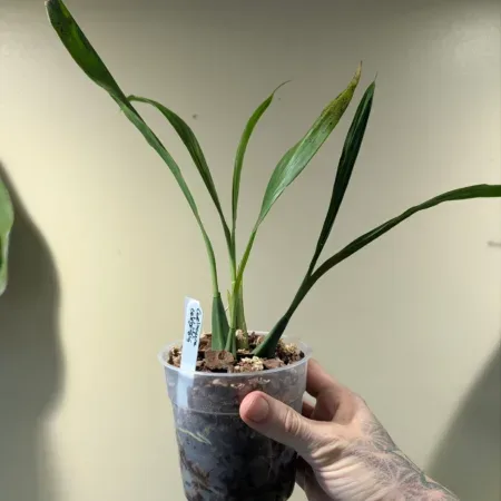 Coelogyne celebensis