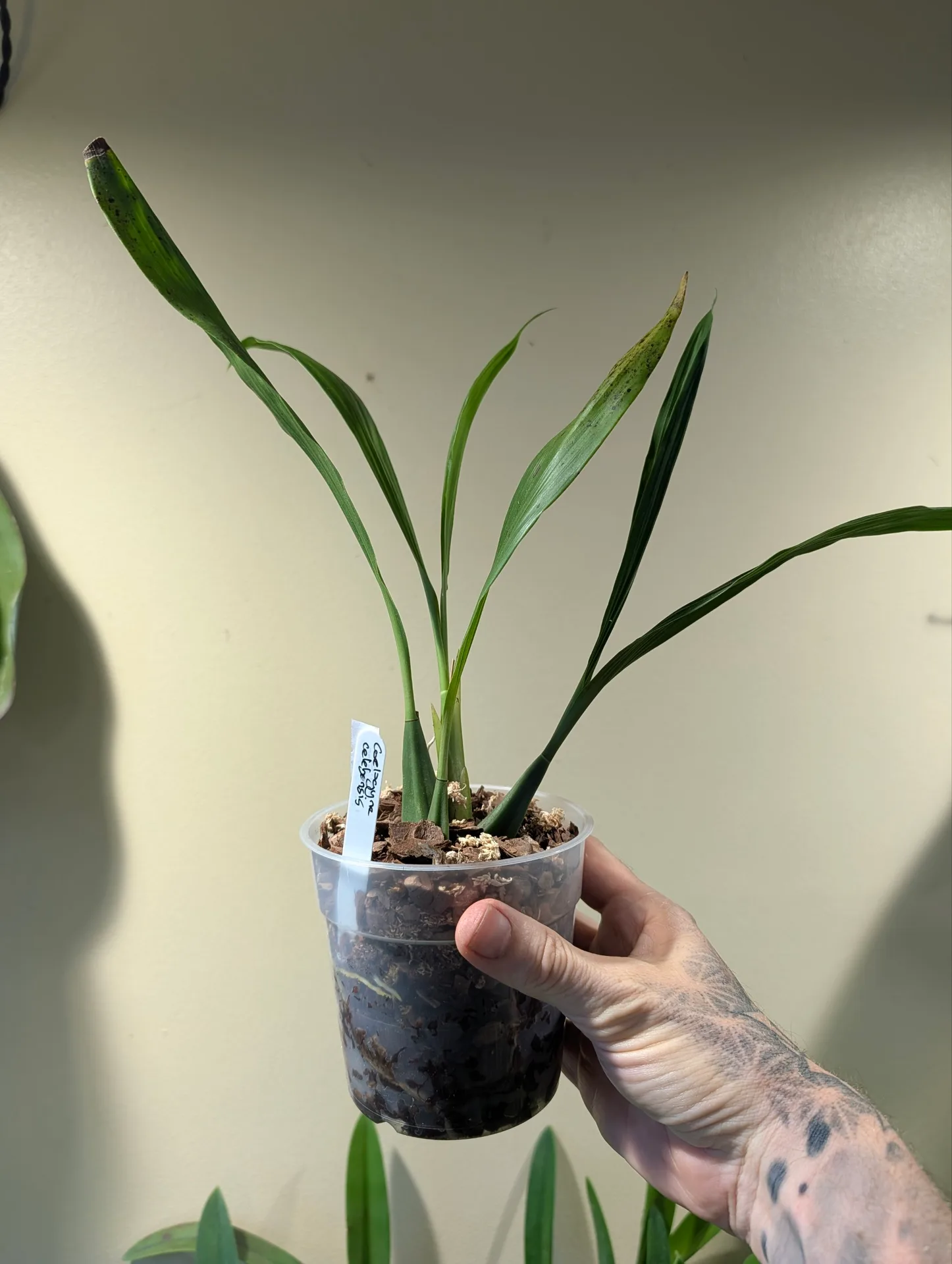 Coelogyne celebensis