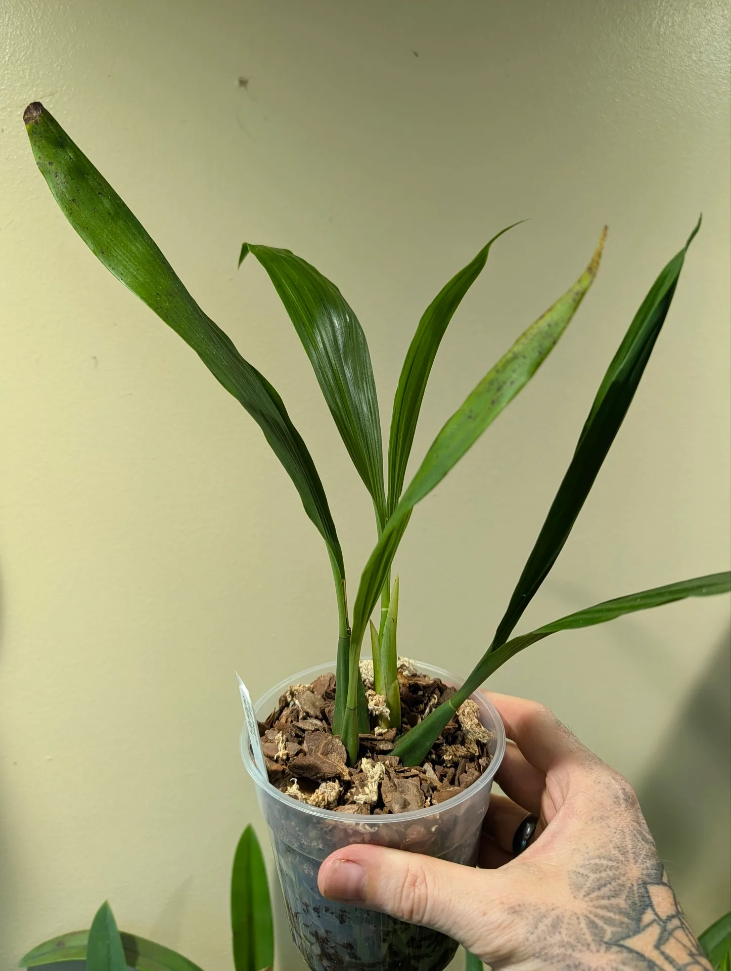 Coelogyne celebensis - Image 3